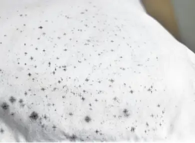 Mold and mildew removal from fine textiles by Alex's Dry Cleaning Valet